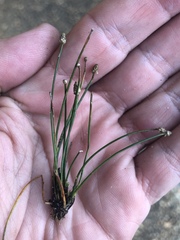 Eleocharis flavescens