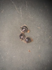 Eleocharis flavescens