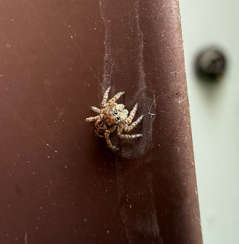 Asiatic Wall Jumping Spider photo 6