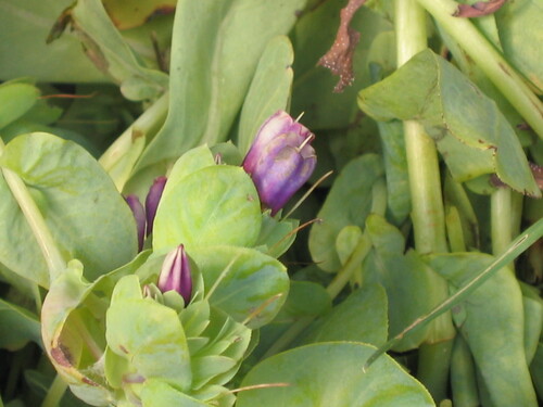 Cerinthe major
