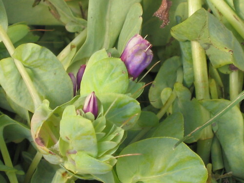 Cerinthe major