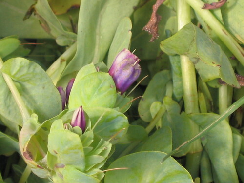 Cerinthe major