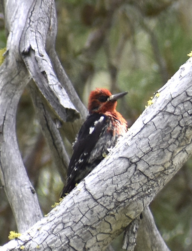 iNaturalist observation photo of Red-breasted Sapsucker