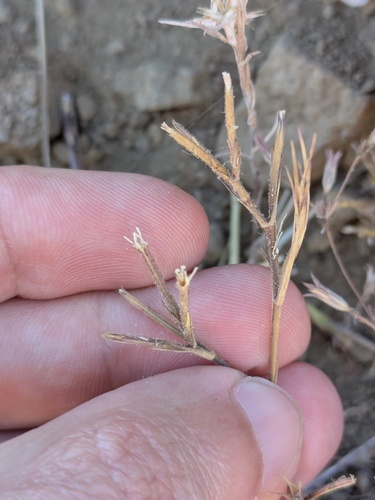 Stiff Velezia (Dianthus nudiflorus)