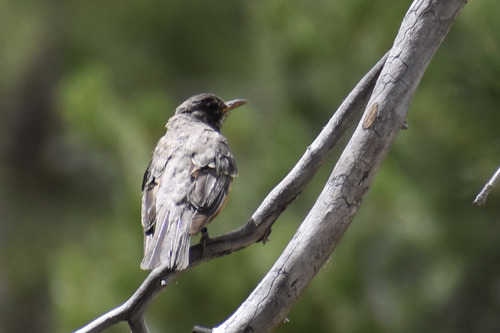 iNaturalist observation photo of American Robin