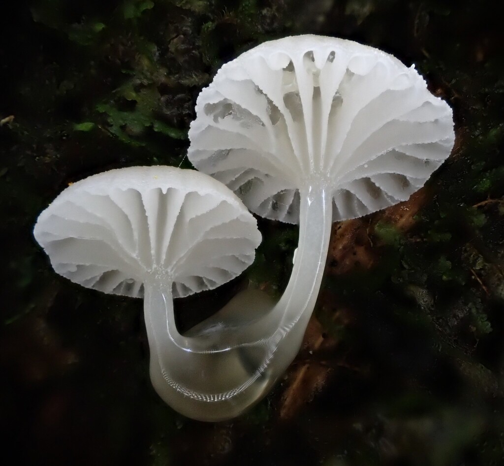 Roridomyces austrororidus · July 2025 · photo: © beau_meister (iNaturalist, cc-by)