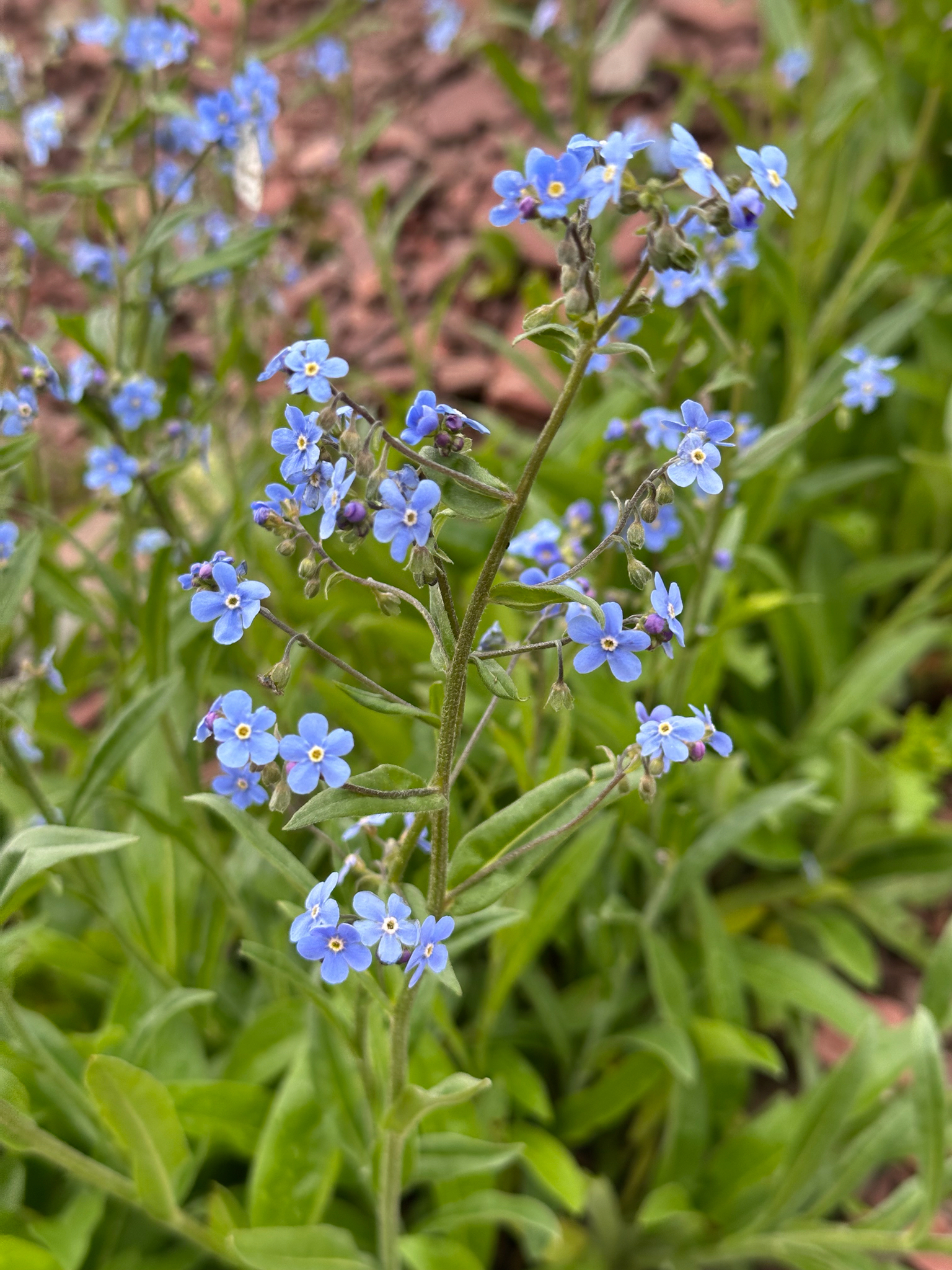 Hackelia micrantha