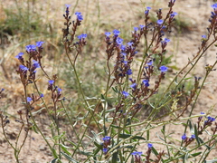 Anchusa leptophylla