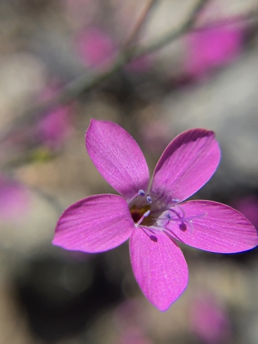 splendid woodland-gilia (Saltugilia splendens)