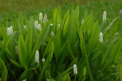 Pontederia reflexa