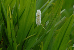 Pontederia reflexa