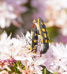 Castiarina xanthopilosa