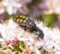 Castiarina xanthopilosa