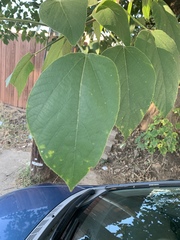 Broussonetia papyrifera