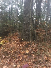 Lactifluus glaucescens