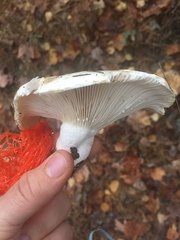 Lactifluus glaucescens