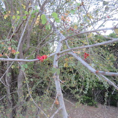 Lysiphyllum cunninghamii