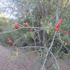 Lysiphyllum cunninghamii