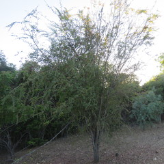 Lysiphyllum cunninghamii