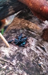 Chlorociboria aeruginascens