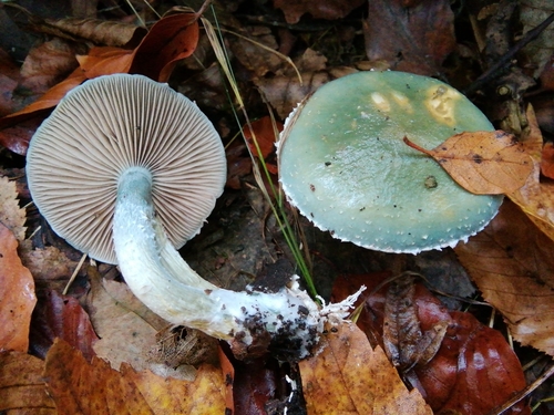 Verdigris Agaric