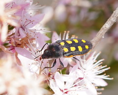 Castiarina xanthopilosa
