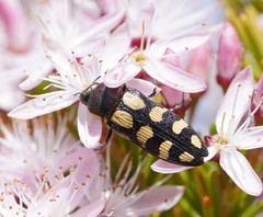 Castiarina xanthopilosa