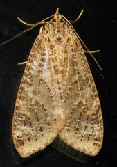 Elysius