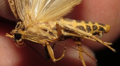 Elysius