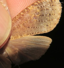 Elysius