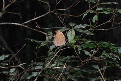 Melanitis phedima oitensis