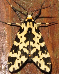 Eucereon consorta