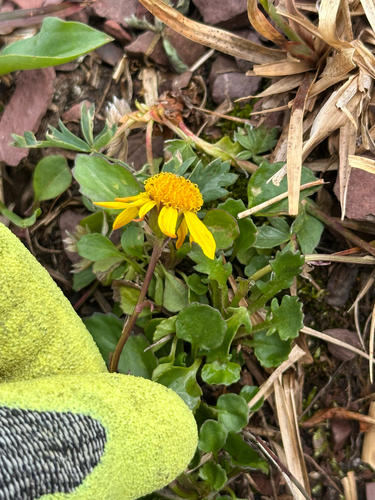 Buek's groundsel (Packera subnuda)