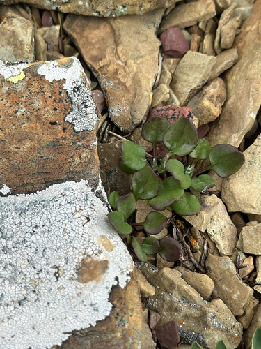 Northwestern Groundsel (Packera contermina)