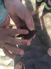 Ogcocephalidae
