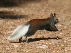 Sciurus aberti kaibabensis