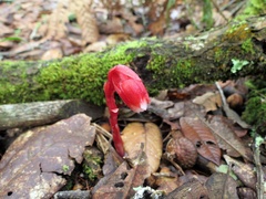 Monotropa coccinea