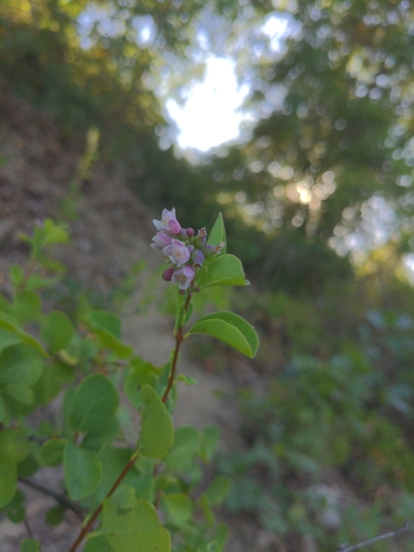 iNaturalist observation photo of snowberries