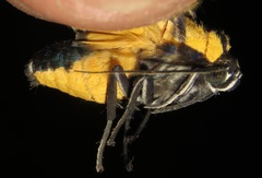 Xanthoarctia pseudameoides