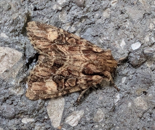 Aseptis adnixa photo 2