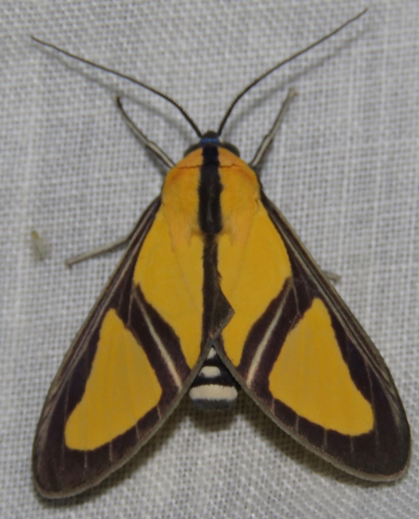 Xanthoarctia pseudameoides