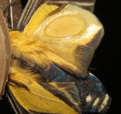 Xanthoarctia pseudameoides