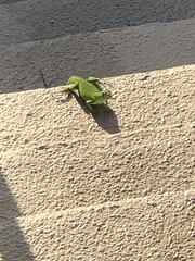 Iguana iguana