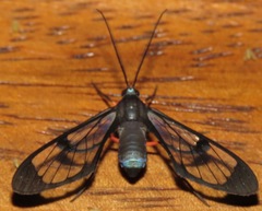 Mesothen caeruleicorpus