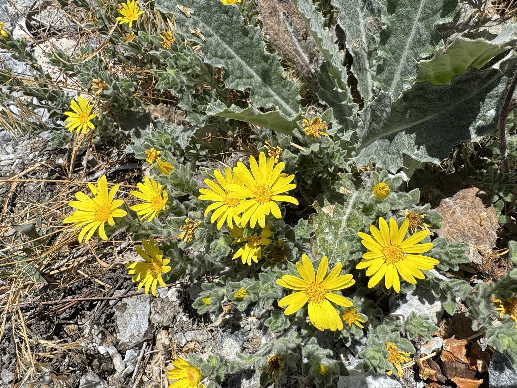 Heterotheca monarchensis
