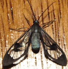 Mesothen caeruleicorpus