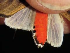 Bertholdia
