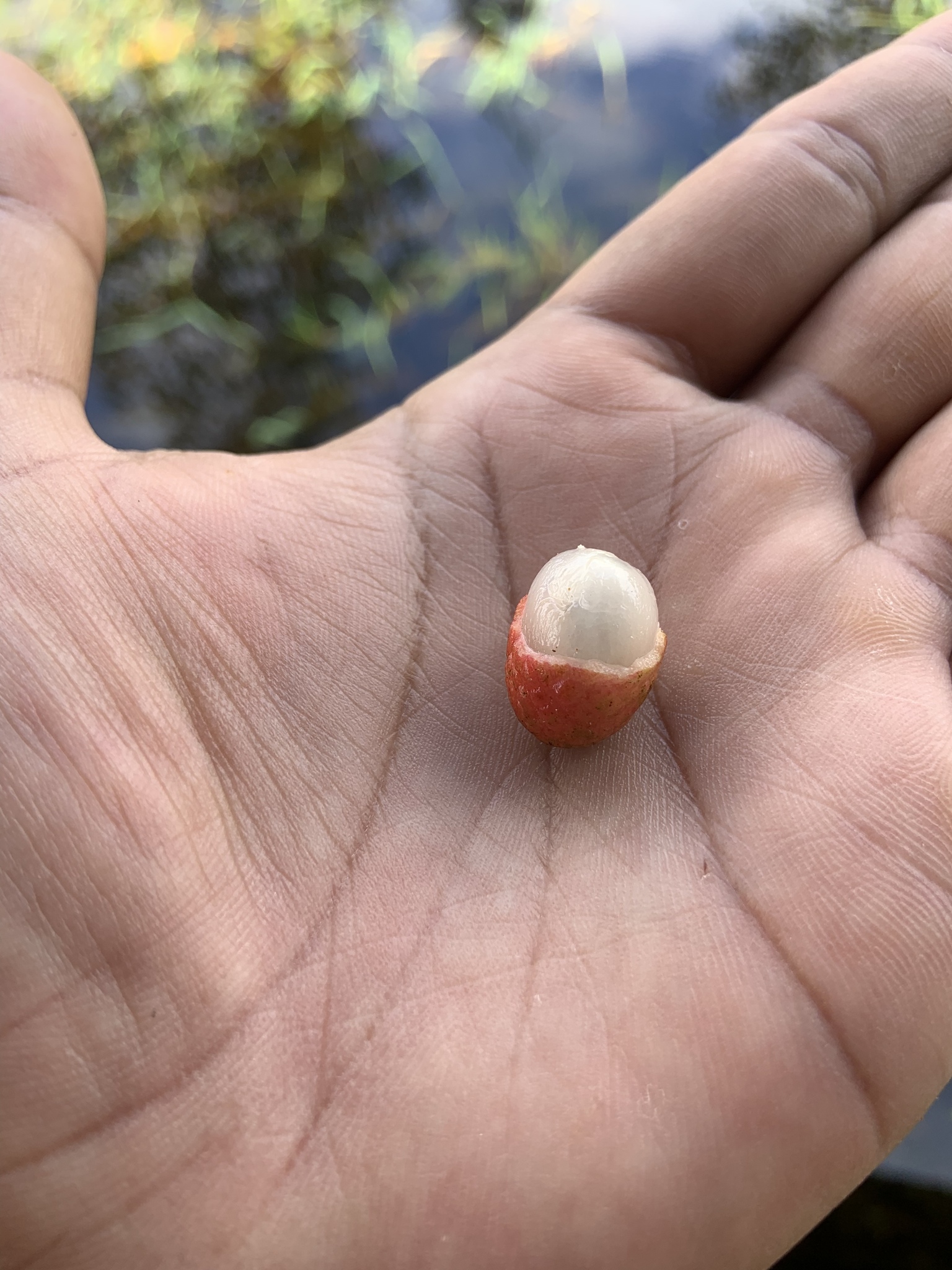 Nephelium maingayi (Serait, Seruit, Serupit)