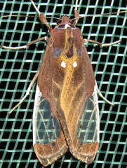 Bertholdia