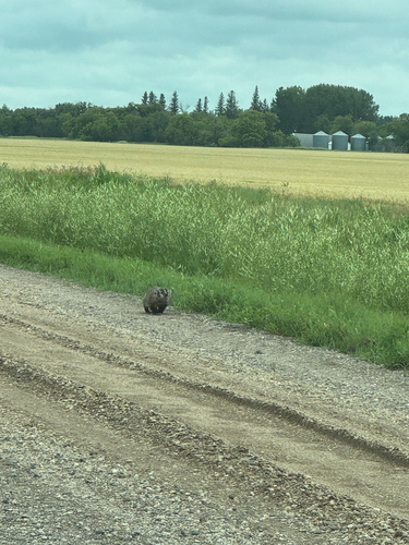 American Badger photographed in Minnesota